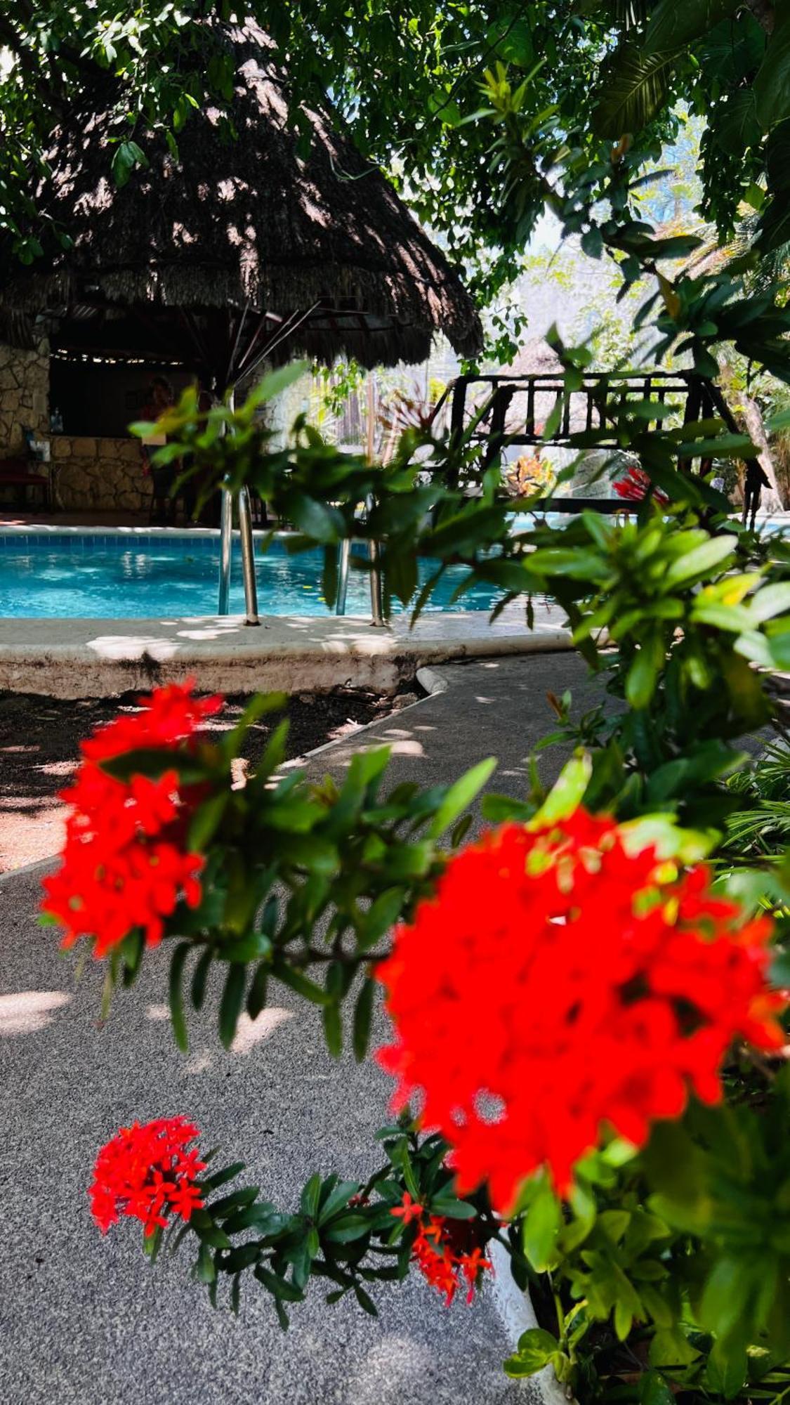 Mayan Art Hotel 10 Avenue بلايا ديل كارمن المظهر الخارجي الصورة